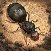 小小蚁国破解版(The Ants)