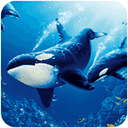 虎鲸模拟器手机版(The Killer Whale)
