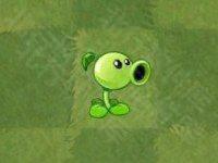 植物大战僵尸亚马逊版15