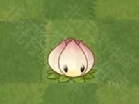 植物大战僵尸亚马逊版20