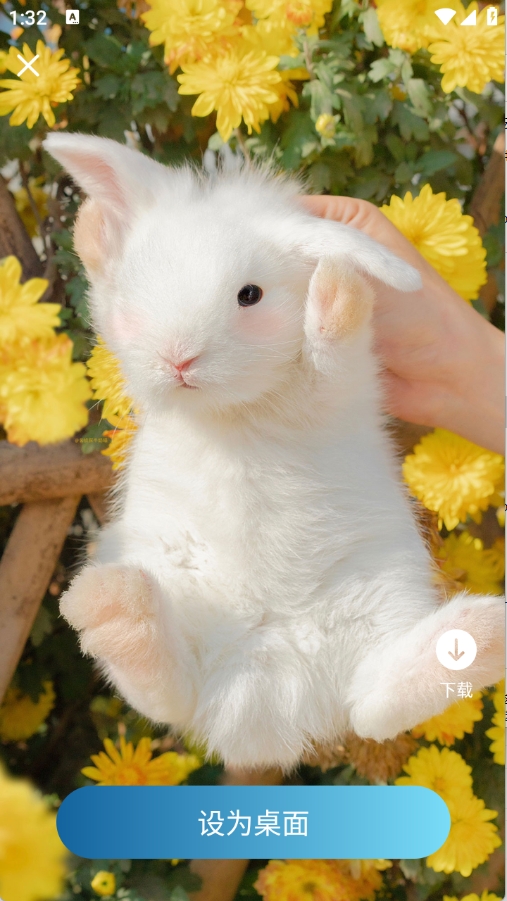 飞羽壁纸免费最新版