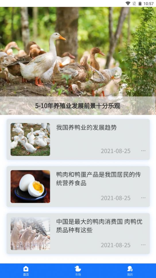 一起云养鸭