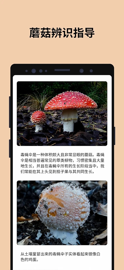 Picture Mushroom免费版