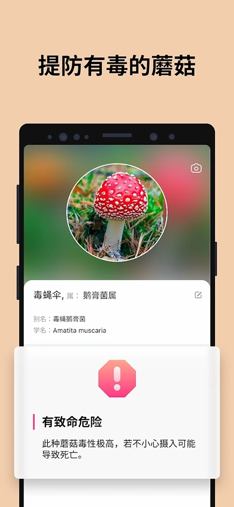 Picture Mushroom免费版