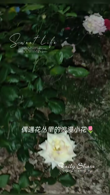 岛遇交友