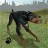 狗的生存（Dog Sur
