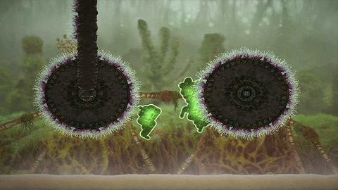 mushroom11