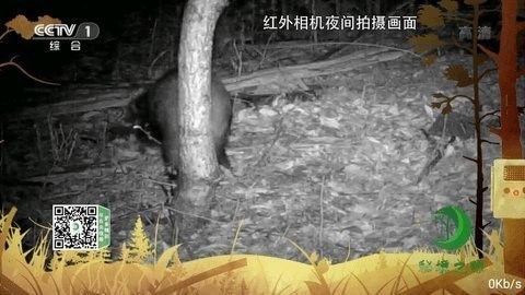 橘子tvapp免费版